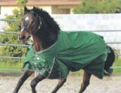 Kensington Winter Horse Wear