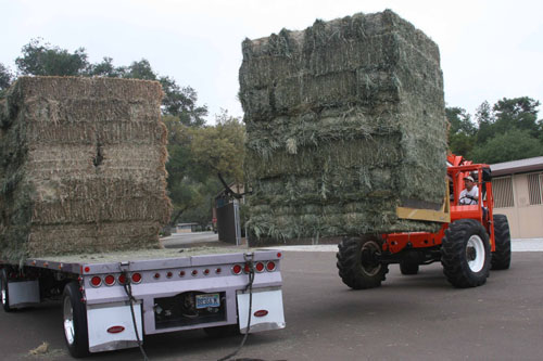 Unloading the hay